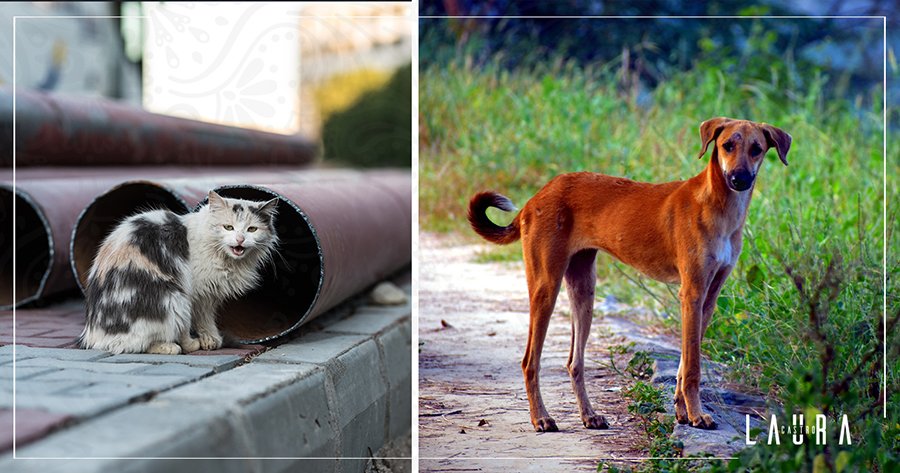 Animales de la calle